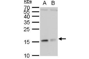 WB Image RPL37 antibody detects RPL37 protein by western blot analysis. (RPL37 抗体)