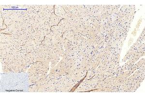 Immunohistochemical analysis of paraffin-embedded mouse heart tissue.