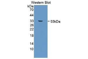 Western Blotting (WB) image for anti-Platelet Derived Growth Factor Subunit B (PDGFB) antibody (Biotin) (ABIN1175867) (PDGFB 抗体  (Biotin))