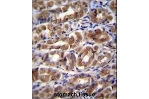 FABP2 Antibody (N-term) (ABIN656830 and ABIN2846039) immunohistochemistry analysis in formalin fixed and paraffin embedded human stomach tissue followed by peroxidase conjugation of the secondary antibody and DAB staining. (FABP2 抗体  (N-Term))