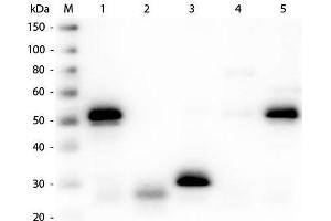 Western Blot of Unconjugated Anti-Rabbit IgG (H&L) (SHEEP) Antibody (Min X Hu, Gt, Ms Serum Proteins).