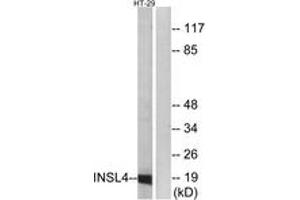 Western blot analysis of extracts from HT-29 cells, using INSL4 Antibody. (INSL4 抗体  (AA 41-90))