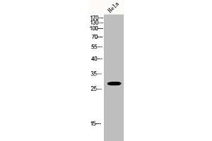 Western Blot analysis of Hela cells using Hox-B9 Polyclonal Antibody (HOXB9 抗体  (C-Term))