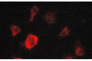 ABIN6269182 staining A549 cells by ICC/IF. (EPOR 抗体)