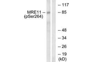 Western blot analysis of extracts from NIH-3T3 cells treated with forskolin 40nM 30', using MRE11 (Phospho-Ser264) Antibody. (Mre11 抗体  (pSer264))