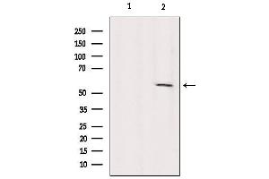 Western blot analysis of extracts from Sp2/0, using KIF12 Antibody. (KIF12 抗体  (N-Term))