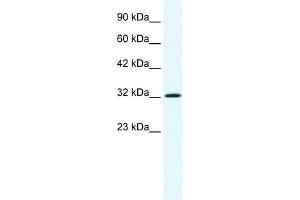 WB Suggested Anti-ANXA1 Antibody Titration:  1. (Annexin a1 抗体  (N-Term))