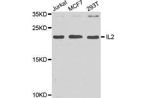 Western blot analysis of extracts of various cell lines, using IL2 antibody (ABIN5970126) at 1/1000 dilution. (IL-2 抗体)