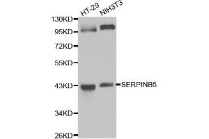 Western blot analysis of extracts of various cell lines, using SERPINB5 antibody. (SERPINB5 抗体)