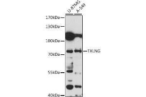 Western blot analysis of extracts of various cell lines, using TXLNG antibody (ABIN7270745) at 1:1000 dilution. (Taxilin gamma (TXLNG) (AA 1-140) 抗体)