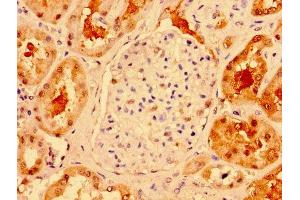 IHC image of ABIN7172014 diluted at 1:300 and staining in paraffin-embedded human kidney tissue performed on a Leica BondTM system. (TXN 抗体  (AA 2-105))