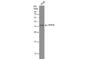 WB Image Whole cell extract (30 μg) was separated by 12% SDS-PAGE, and the membrane was blotted with FGF10 antibody , diluted at 1:1000. (FGF10 抗体)