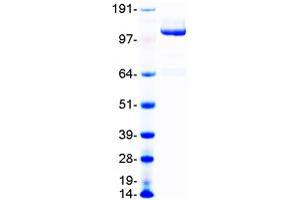Validation with Western Blot (MERTK Protein (Myc-DYKDDDDK Tag))