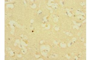 Immunohistochemistry of paraffin-embedded human brain tissue using ABIN7156544 at dilution of 1:100 (ICAM5 抗体  (AA 32-180))