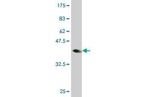 Western Blot detection against Immunogen (37. (MED16 抗体  (AA 1-110))