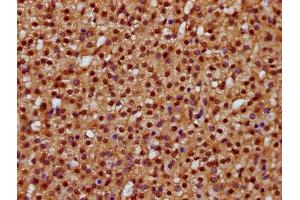 IHC image of ABIN7164169 diluted at 1:400 and staining in paraffin-embedded human adrenal gland tissue performed on a Leica BondTM system. (DHX38 抗体  (AA 113-280))