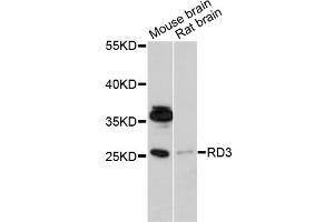 Western blot analysis of extracts of various cell lines, using RD3 antibody (ABIN6294071) at 1:1000 dilution. (RD3 抗体)