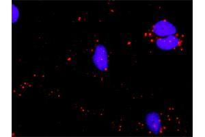 Proximity Ligation Assay (PLA) image for anti-Activating Transcription Factor 4 (Tax-Responsive Enhancer Element B67) (ATF4) (AA 1-351) antibody (ABIN513571)
