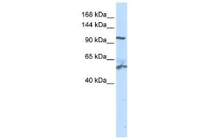 WB Suggested Anti-NNT Antibody Titration: 0. (NNT 抗体  (N-Term))