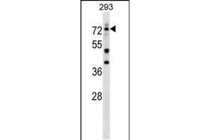 Western blot analysis in 293 cell line lysates (35ug/lane). (DEAF1 抗体  (C-Term))