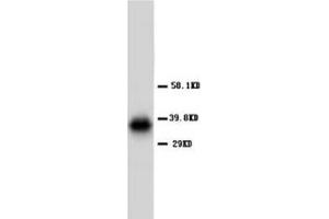 AQP4 Polyclonal Antibody (Aquaporin 4 抗体  (C-Term))