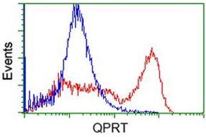 HEK293T cells transfected with either RC202960 overexpress plasmid (Red) or empty vector control plasmid (Blue) were immunostained by anti-QPRT antibody (ABIN2453566), and then analyzed by flow cytometry. (QPRT 抗体)