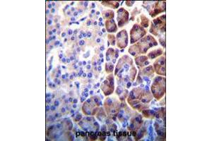 COPE Antibody immunohistochemistry analysis in formalin fixed and paraffin embedded human pancreas tissue followed by peroxidase conjugation of the secondary antibody and DAB staining. (COPE 抗体  (C-Term))