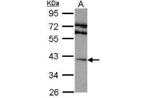 WB Image Sample (30 ug of whole cell lysate) A: 293T 10% SDS PAGE antibody diluted at 1:1000 (Adenosine A2a Receptor 抗体  (C-Term))