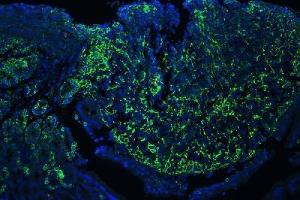 anti-CD44 (CD44) (AA 21-259) antibody