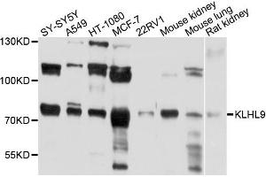 Western blot analysis of extracts of various cells, using KLHL9 antibody. (KLHL9 抗体)