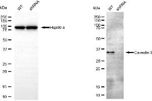 Western blotting analysis using Caveolin 3 antibody (ABIN7797948).