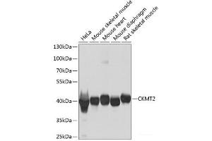 Western blot analysis of extracts of various cell lines using CKMT2 Polyclonal Antibody at dilution of 1:1000. (CKMT2 抗体)