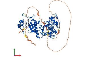 AlphaFold protein structure predicition of Human Recombinant DYRK4 Protein, UniprotID Q9NR20