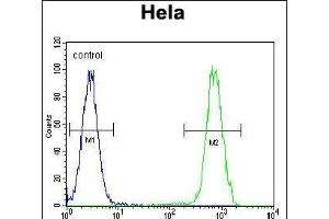 HS Antibody (C-term) (ABIN1944844 and ABIN2839489) flow cytometric analysis of Hela cells (right histogram) compared to a negative control cell (left histogram).