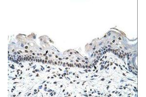 Image no. 1 for anti-RNA Binding Motif Protein 28 (RBM28) (AA 651-700) antibody (ABIN6736238) (RBM28 抗体  (AA 651-700))