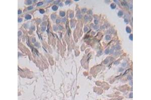 IHC-P analysis of Rat Tissue, with DAB staining. (FDPS 抗体  (AA 1-353))