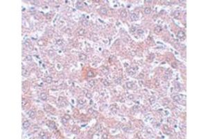 Immunohistochemical staining of rat liver tissue with RSRC1 polyclonal antibody  at 5 ug/mL dilution. (RSRC1 抗体  (C-Term))