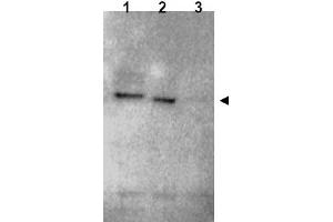 Image no. 1 for anti-Ring Finger Protein 25 (RNF25) (C-Term) antibody (ABIN401373) (RNF25 抗体  (C-Term))