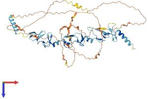 TRIP6 Protein (AA 1-480) (His tag)