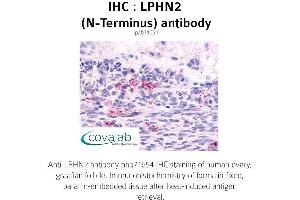 Image no. 1 for anti-Latrophilin 2 (LPHN2) (Extracellular Domain), (N-Term) antibody (ABIN1736539) (LPHN2 抗体  (Extracellular Domain, N-Term))