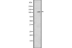 Western blot analysis of MIB2 expression in Hela cell lysate,The lane on the left is treated with the antigen-specific peptide. (MIB2 抗体  (Internal Region))