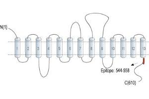 Representative domain view of the target of ABIN7885500.