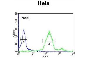 Flow Cytometry (FACS) image for anti-RAB8A, Member RAS Oncogene Family (RAB8A) antibody (ABIN3003984) (RAB8A 抗体)