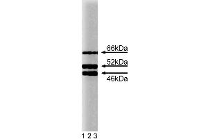 Western blot analysis of SHC on a HeLa cell lysate (Human cervical epitheloid carcinoma, ATCC CCL-2. (SHC1 抗体  (AA 359-473))