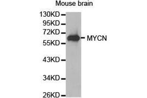 Western Blotting (WB) image for anti-N-Myc Proto-Oncogene Protein (MYCN) antibody (ABIN1873796) (MYCN 抗体)