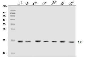 Western blot analysis of DAP1/DAP using anti-DAP1/DAP antibody (ABIN7602875).