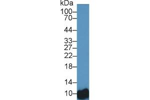Western Blotting (WB) image for anti-Barrier To Autointegration Factor 1 (BANF1) (AA 2-89) antibody (ABIN7444295)