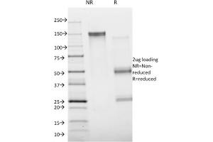 SDS-PAGE Analysis Purified Annexin A1 Mouse Monoclonal Antibody (Clone ANXA1/1672).