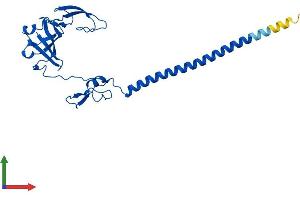 AlphaFold protein structure predicition of Mouse Recombinant Rps6 Protein, UniprotID P62754