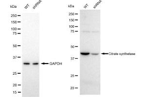 Western blotting analysis using Citrate synthetase antibody (ABIN7798088).